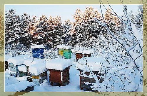 Сахарный малыш арбуз описание. Сотр арбуза Сахарный малыш 06 Сахарный малыш арбуз описание. Сотр арбуза Сахарный малыш 06