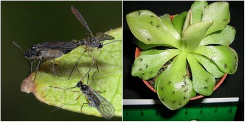 Как вывести мошек из цветов в горшках. Описание проблемы 05