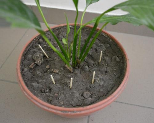 Как вывести мошек из цветов в горшках. Описание проблемы 10