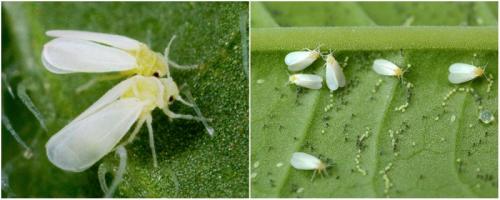 Как вывести мошек из цветов в горшках. Описание проблемы 06