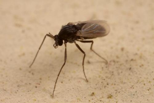 На потолке много мошек, что делать. Химические препараты 06