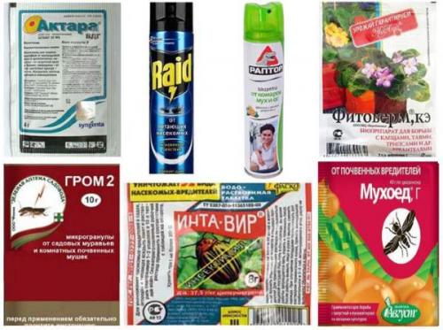 Мошки в цветах, как избавиться. Народные способы 05 Мошки в цветах, как избавиться. Народные способы 05