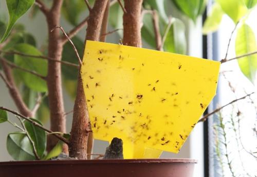 На потолке много мошек, что делать. Химические препараты 05