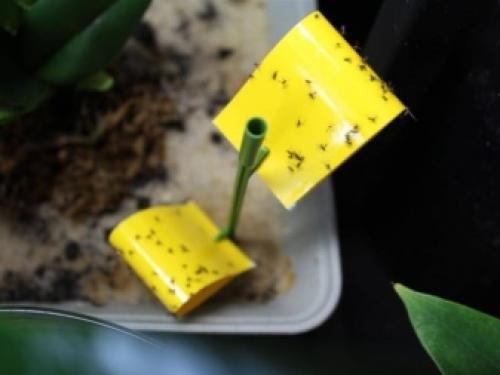 На потолке много мошек, что делать. Химические препараты 08