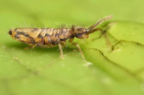 Как бороться с цветочной мошкой. Как избавиться от мошек в комнатных цветах 12