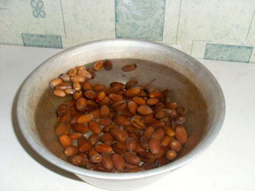 Как вырастить дуб из желудя в домашних условиях. Выбор желудей