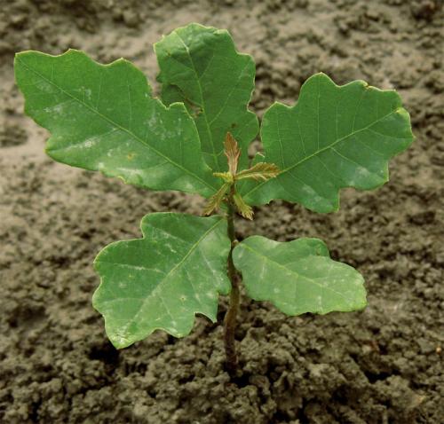 Как прорастить желудь в воде. Часть 1 — Любительское выращивание