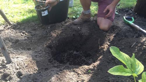 Как посадить желудь в открытый грунт. Посадка саженца