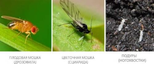 Как бороться с цветочной мошкой. Как избавиться от мошек в комнатных цветах 20