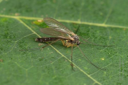 Как бороться с цветочной мошкой. Как избавиться от мошек в комнатных цветах 14