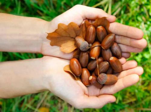 Как вырастить дуб из желудя в домашних условиях. Выбор желудей