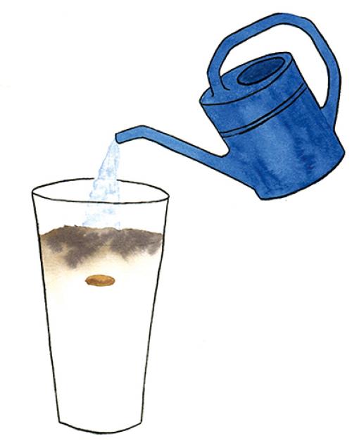 Дуб в домашних условиях, как ухаживать. Домашний дуб в горшке