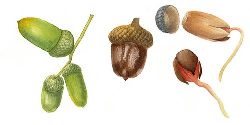 Дуб в домашних условиях, как ухаживать. Домашний дуб в горшке