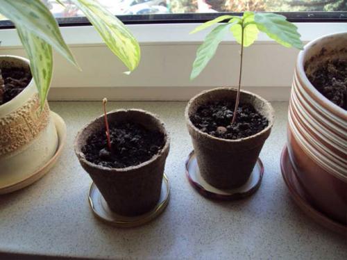 Как прорастить желудь в воде. Часть 1 — Любительское выращивание