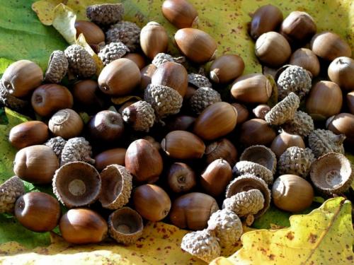 Как вырастить дуб из желудя в саду. Посадка желудя в грунт 12