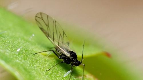 Как избавиться от мошек в цветочных горшках в домашних условиях. Мошки в комнатных цветах: причины появления и способы избавления