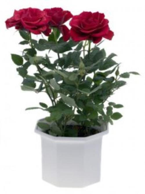 Как бороться с цветочной мошкой. Как избавиться от мошек в комнатных цветах 23