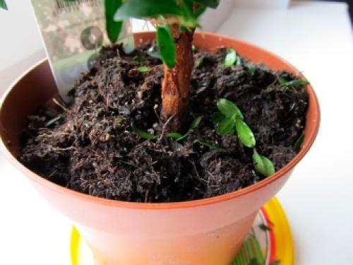 Как бороться с цветочной мошкой. Как избавиться от мошек в комнатных цветах 10