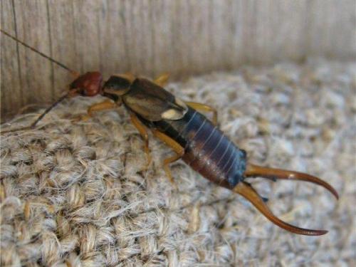 Зеленое насекомое с длинными лапами. Размножение и виды насекомого