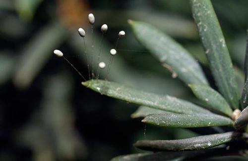 Насекомые зеленого цвета. Златоглазка — полезное насекомое