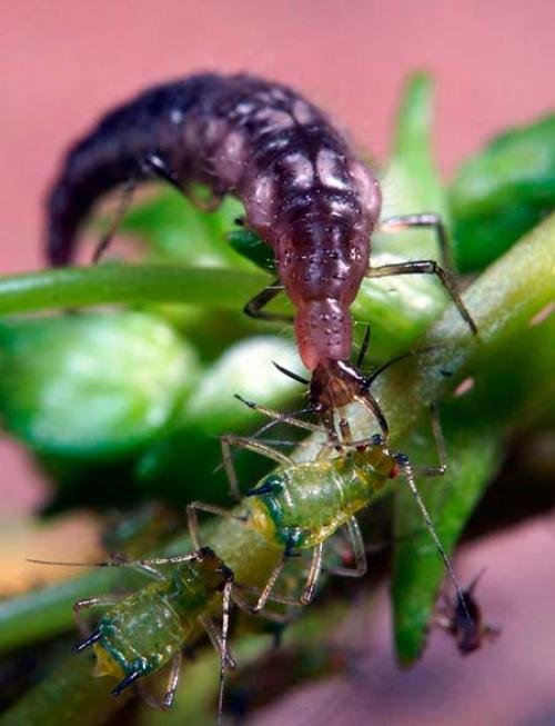 Насекомые зеленого цвета. Златоглазка — полезное насекомое