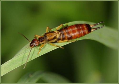 Зеленое насекомое с длинными лапами. Размножение и виды насекомого