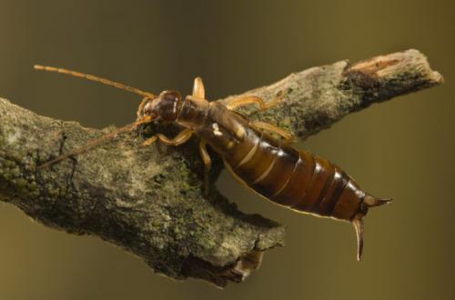 Зеленое насекомое с длинными лапами. Размножение и виды насекомого