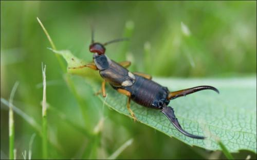 Зеленое насекомое с длинными лапами. Размножение и виды насекомого