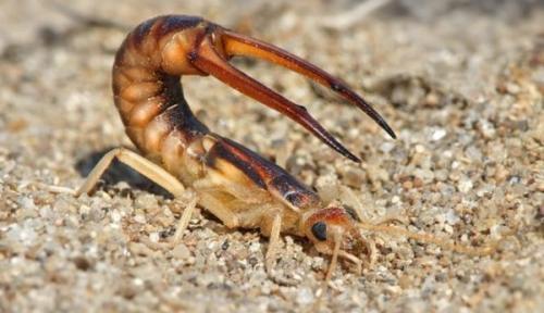 Зеленое насекомое с длинными лапами. Размножение и виды насекомого