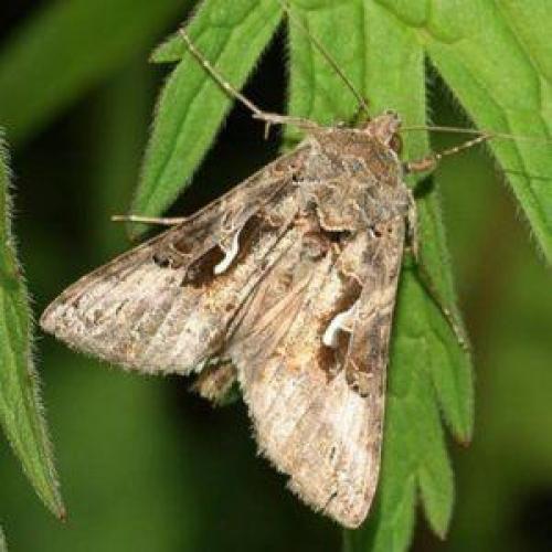 Зеленое насекомое с длинными лапами. Размножение и виды насекомого