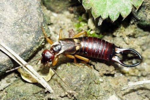 Зеленое насекомое с длинными лапами. Размножение и виды насекомого