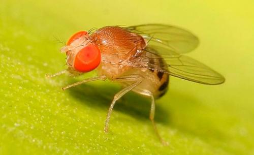 Как избавиться от мошек дома. Как избавится от мошек в частном доме