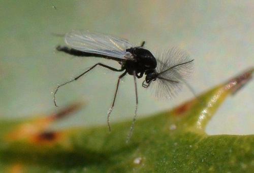 Земляные мошки в комнатных растениях. Разновидности мошек