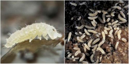 Избавляемся от мошек в комнатных фиалках. Как избавиться от мошек в цветочных горшках 22