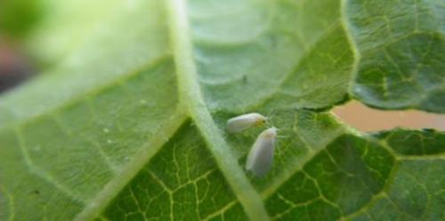 Земляные мошки в комнатных растениях. Разновидности мошек