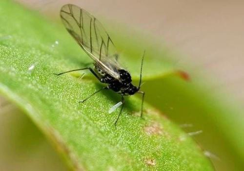 Земляные мошки в комнатных растениях. Разновидности мошек