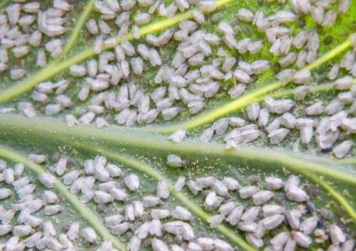 Земляные мошки в комнатных растениях. Разновидности мошек