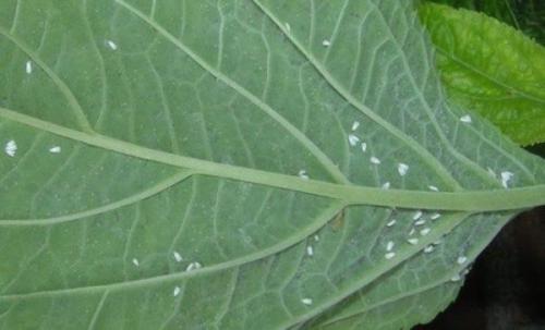 Земляные мошки в комнатных растениях. Разновидности мошек