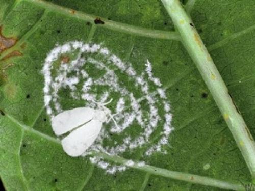 Как избавиться от белокрылки в цветах. Белокрылка на помидорах в теплице 08