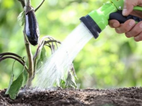 Как избавиться от белокрылки в цветах. Белокрылка на помидорах в теплице 05