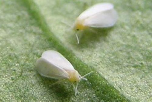 Народные средства от белокрылки на комнатных цветах. Как бороться с белокрылкой на комнатных растениях?