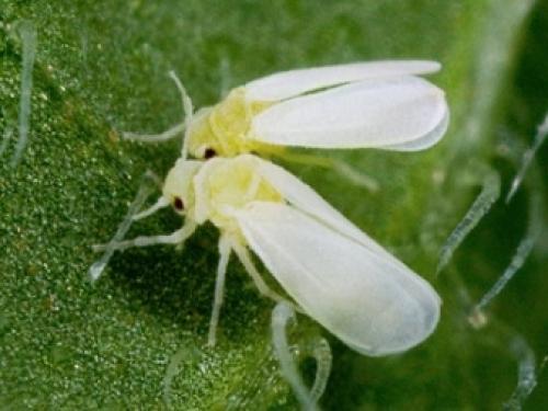 Как избавиться от белокрылки в цветах. Белокрылка на помидорах в теплице 04