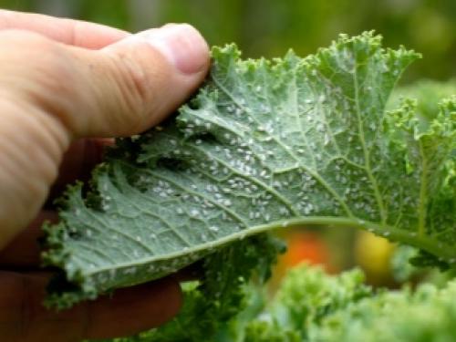 Как избавиться от белокрылки в цветах. Белокрылка на помидорах в теплице 02