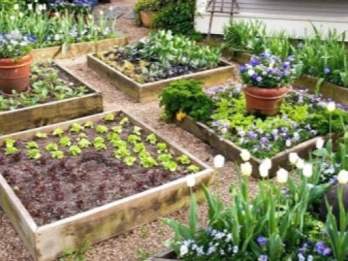 Как избавиться от белокрылки в цветах. Белокрылка на помидорах в теплице 03