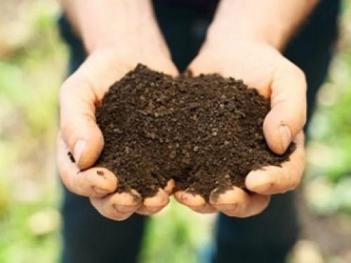 Как избавиться от белокрылки в цветах. Белокрылка на помидорах в теплице 06