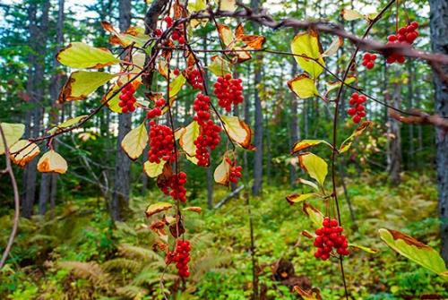 Лимонник плоды. Как выглядит китайский лимонник