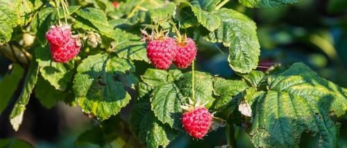 Болезнь малины рассыпуха. Болезни малины: описание с фотографиями и их лечение