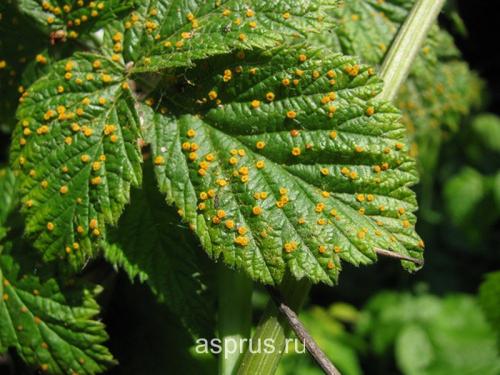 Болезни малины - форум. Re: Болезни и вредители малины.
