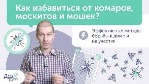 Как избавиться от мелких мошек в доме. Причины появления мошек в квартире 06