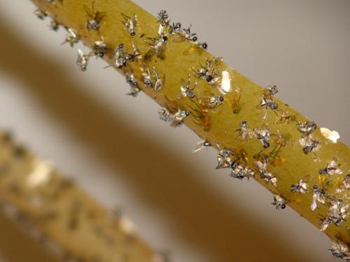 Как избавиться от мелких мошек в доме. Причины появления мошек в квартире 02